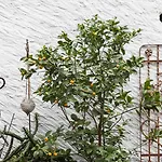 Caffe Dell'arte Boutique Locarno