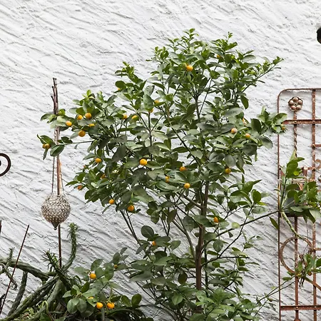 Caffe Dell'arte Boutique 로카르노